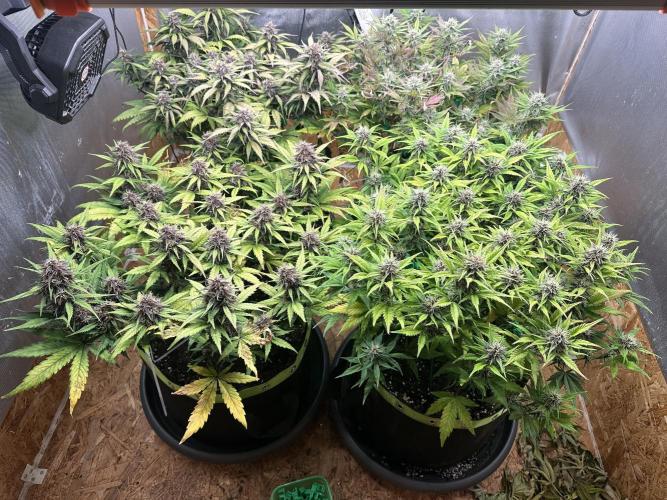 Indoor Grow #7. Week 8