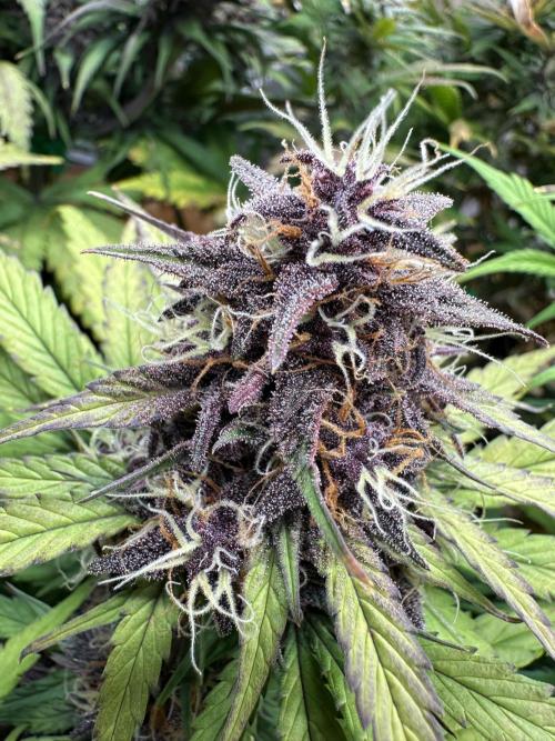 Indoor Grow #7. Week 8