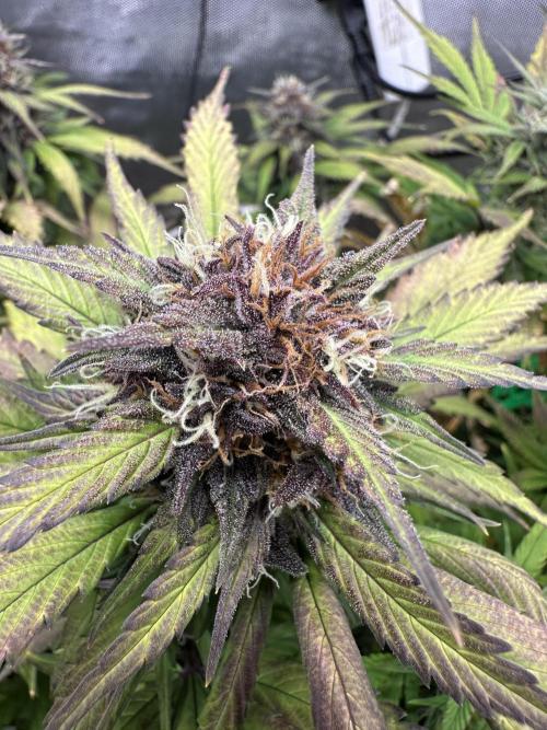 Indoor Grow #7. Week 8