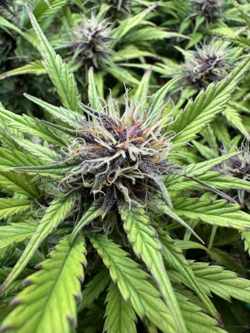 Indoor Grow #7. Week 8