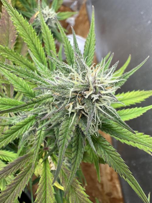 Indoor Grow #7. Week 8