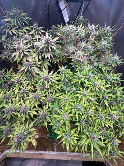 Indoor Grow #7. Week 8