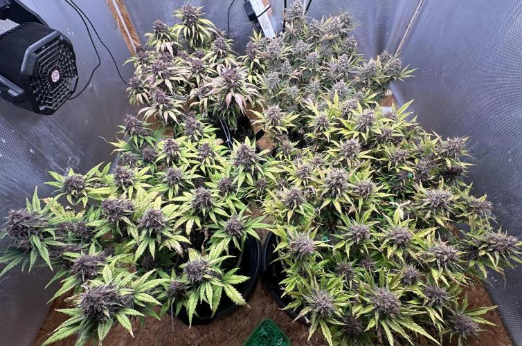 Indoor Grow #7. Week 11