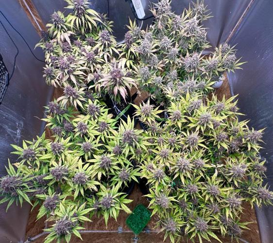 Indoor Grow #7. Week 11