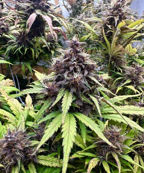 Indoor Grow #7. Week 11