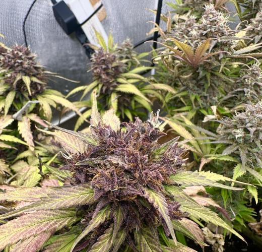 Indoor Grow #7. Week 11