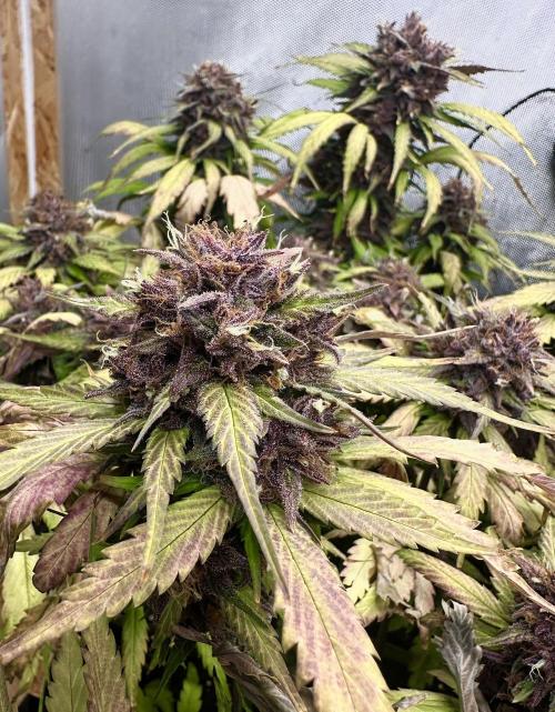 Indoor Grow #7. Week 11