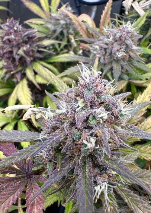 Indoor Grow #7. Week 11