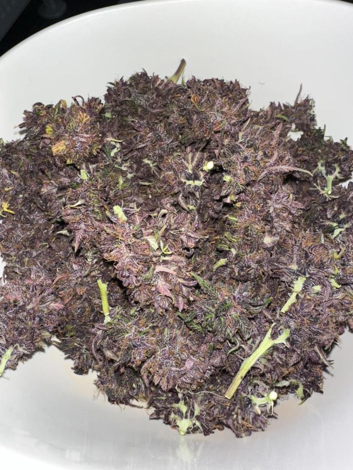 Indoor Grow #7. Week 12