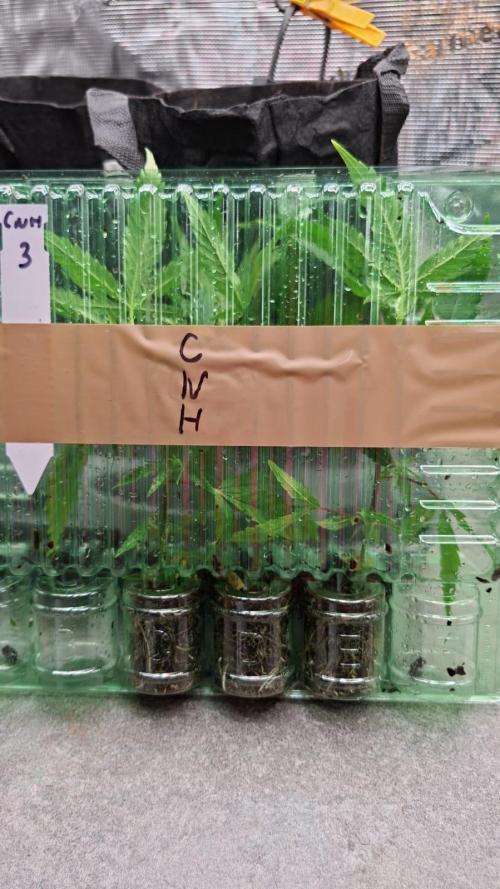 CaH - Steckis @ Coco @ Autopot. Week 2 - Stecklinge kamen am Fr 19 Dez 