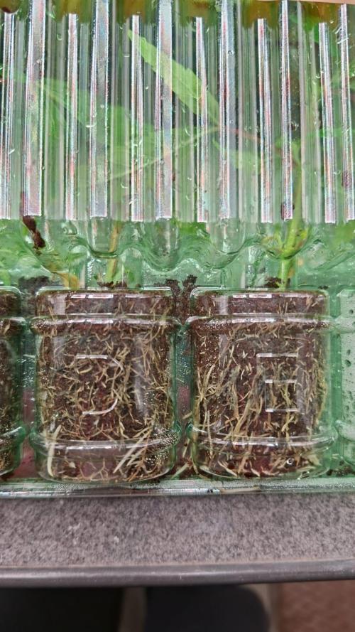 CaH - Steckis @ Coco @ Autopot. Week 2 - Tolle Wurzeln