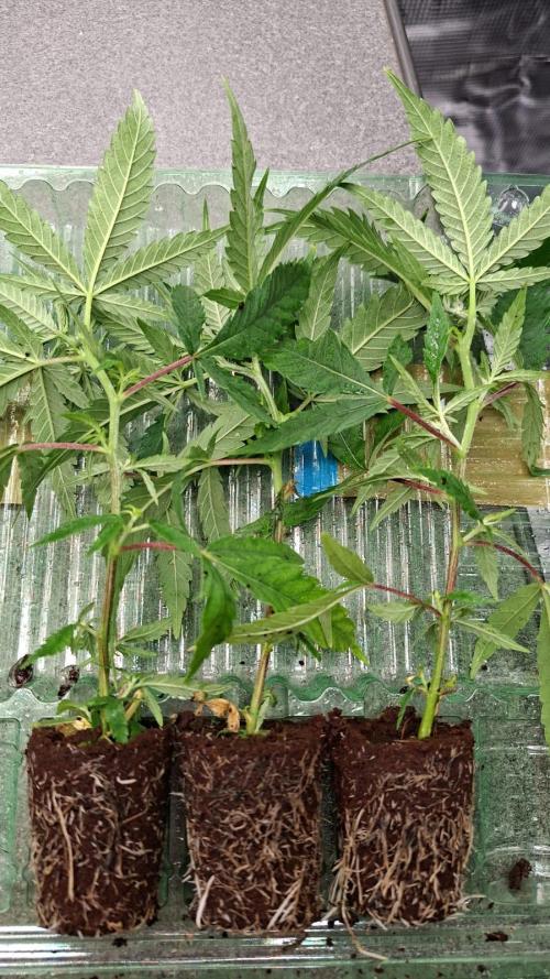 CaH - Steckis @ Coco @ Autopot. Week 2 - Tolle Steckis von Flowery Field AT. 