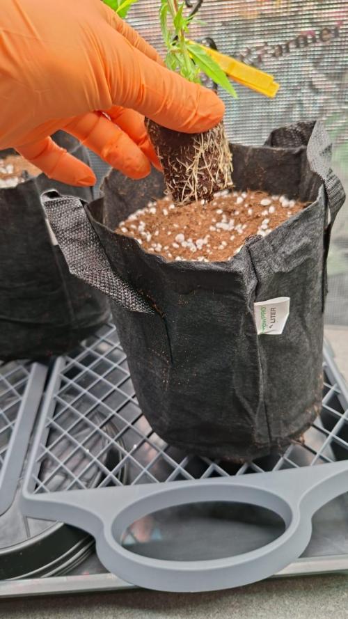 CaH - Steckis @ Coco @ Autopot. Week 2 - Erster Topf mit Coco