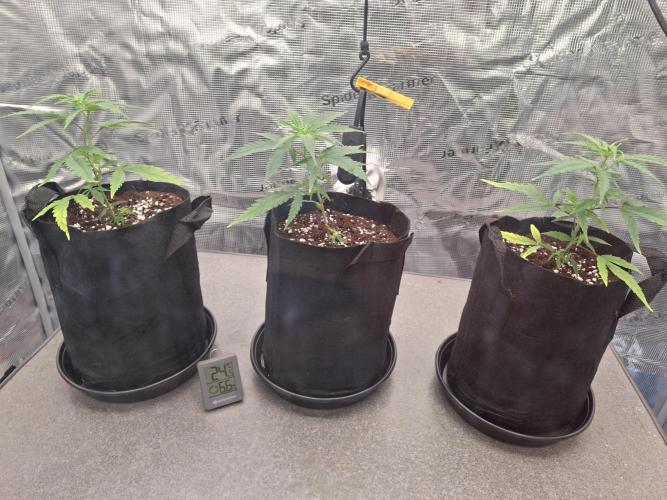 CaH - Steckis @ Coco @ Autopot. Week 2 - 20.12.2025