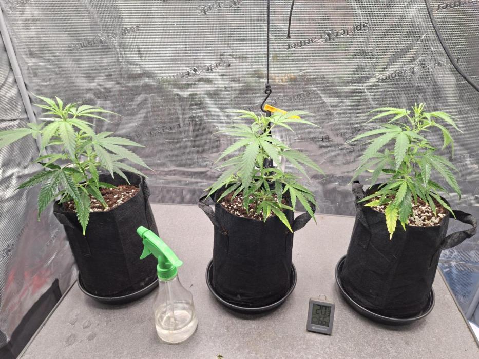 CaH - Steckis @ Coco @ Autopot. Week 3 - 27.12.2025