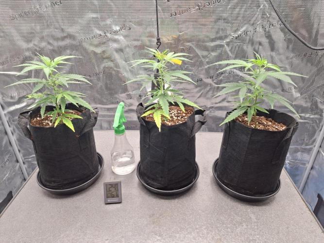 CaH - Steckis @ Coco @ Autopot. Week 2 - 25.12.2025