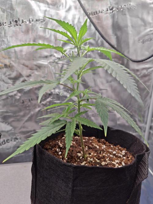 CaH - Steckis @ Coco @ Autopot. Week 3