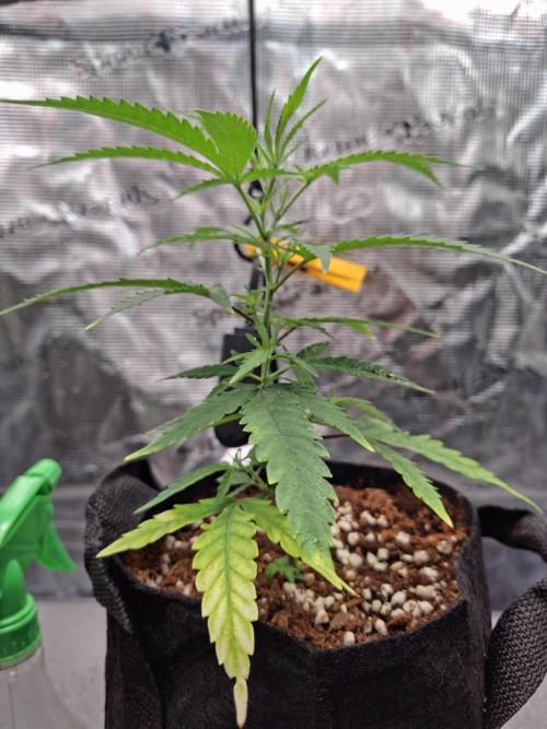 CaH - Steckis @ Coco @ Autopot. Week 3