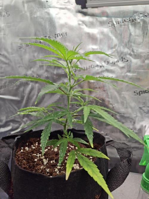 CaH - Steckis @ Coco @ Autopot. Week 3