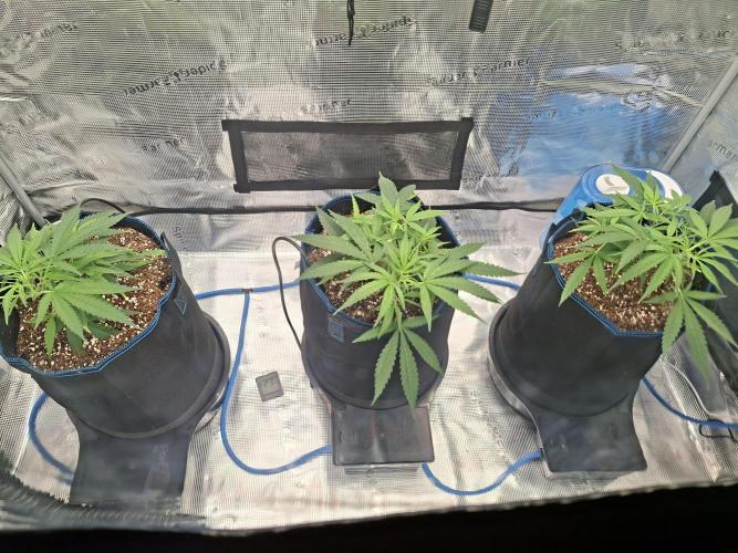 CaH - Steckis @ Coco @ Autopot. Week 4 - 31.12.2025