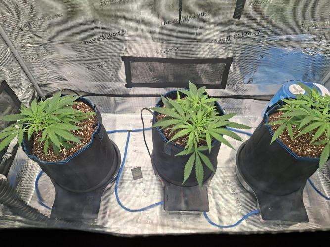 CaH - Steckis @ Coco @ Autopot. Week 4