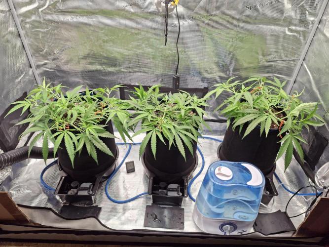 CaH - Steckis @ Coco @ Autopot. Week 5 - 10.01.2026