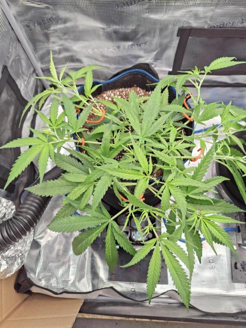 CaH - Steckis @ Coco @ Autopot. Week 5