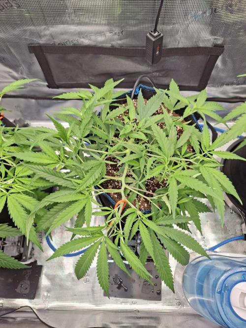 CaH - Steckis @ Coco @ Autopot. Week 5