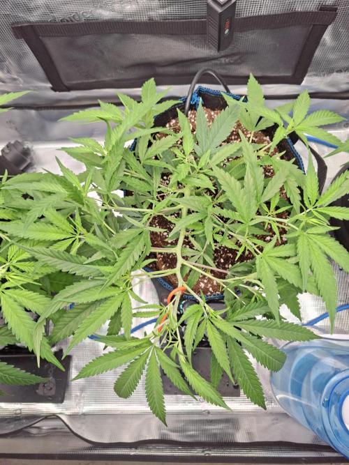 CaH - Steckis @ Coco @ Autopot. Week 5