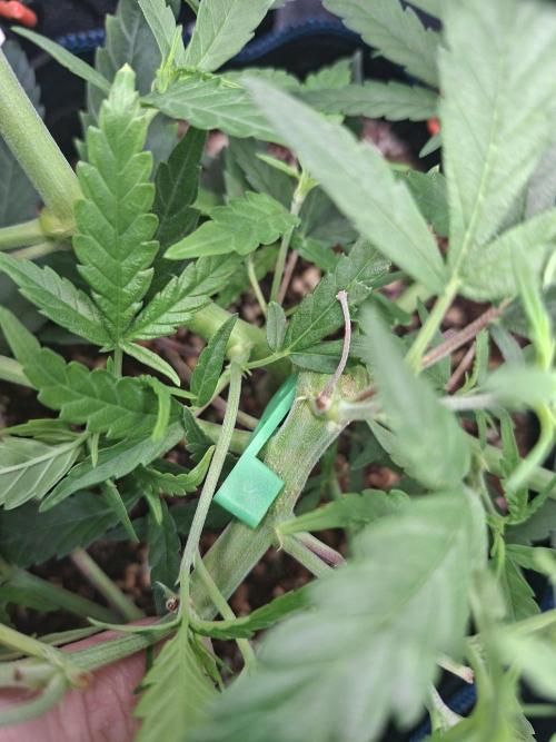 CaH - Steckis @ Coco @ Autopot. Week 6