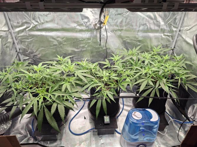 CaH - Steckis @ Coco @ Autopot. Week 7 - 18.01.2026