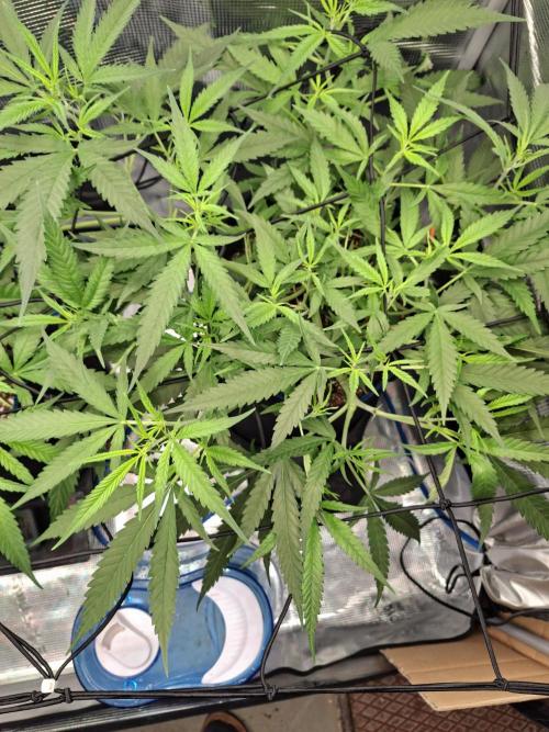 CaH - Steckis @ Coco @ Autopot. Week 7