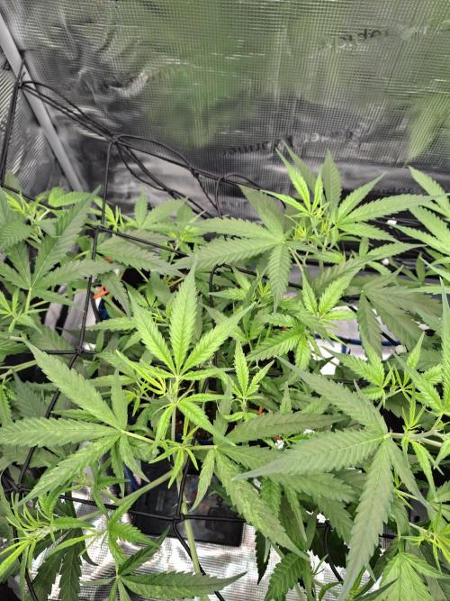 CaH - Steckis @ Coco @ Autopot. Week 7