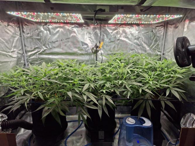 CaH - Steckis @ Coco @ Autopot. Week 8 - 25.01.2026