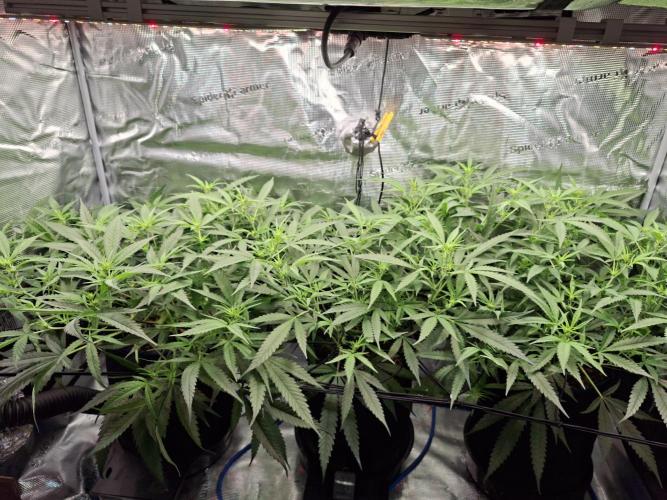 CaH - Steckis @ Coco @ Autopot. Week 8