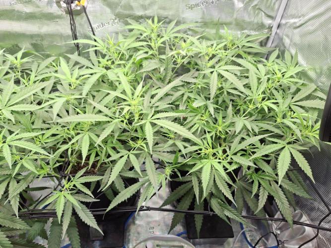 CaH - Steckis @ Coco @ Autopot. Week 8