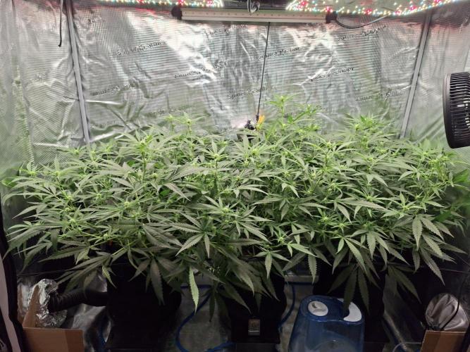 CaH - Steckis @ Coco @ Autopot. Week 9 - 31.02.2026