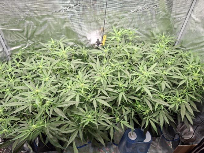 CaH - Steckis @ Coco @ Autopot. Week 9