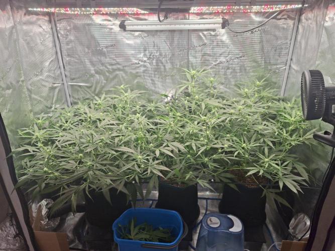 CaH - Steckis @ Coco @ Autopot. Week 10 - 02.02.2026