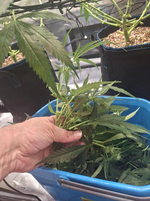 CaH - Steckis @ Coco @ Autopot. Week 10