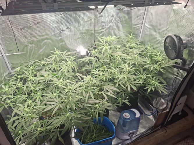 CaH - Steckis @ Coco @ Autopot. Week 10