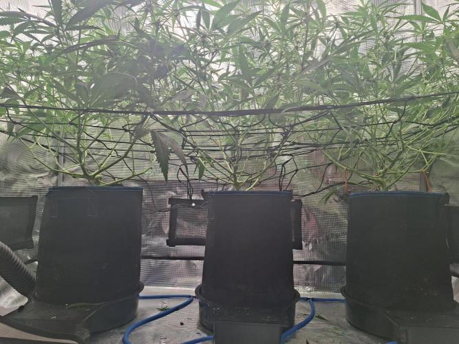 CaH - Steckis @ Coco @ Autopot. Week 10