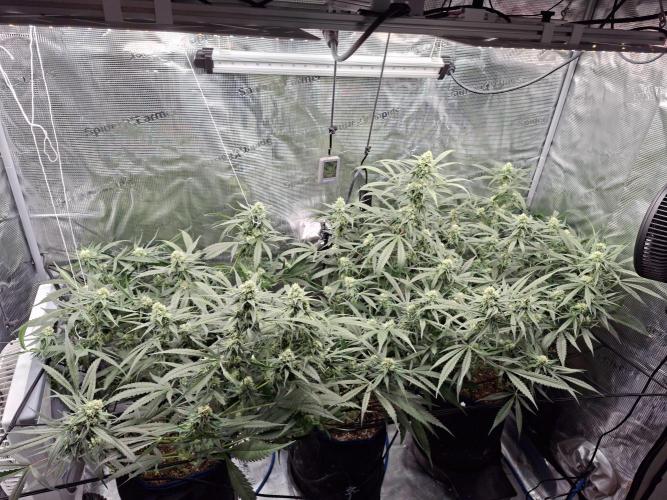 CaH - Steckis @ Coco @ Autopot. Week 11