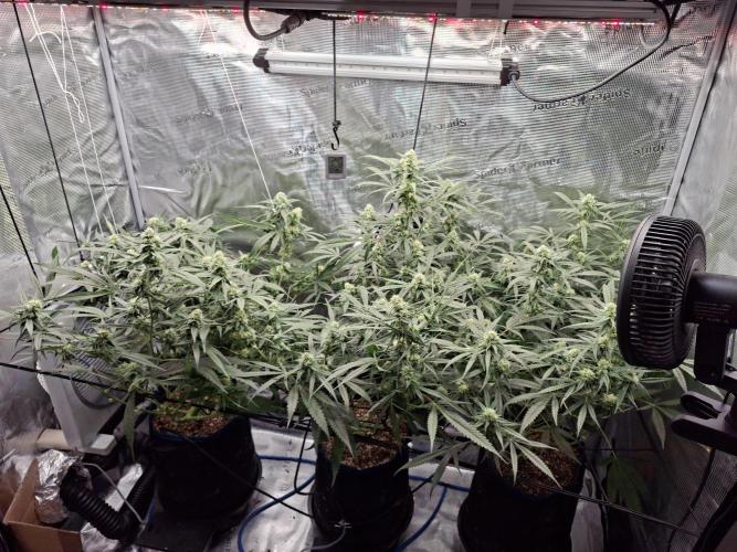 CaH - Steckis @ Coco @ Autopot. Week 11