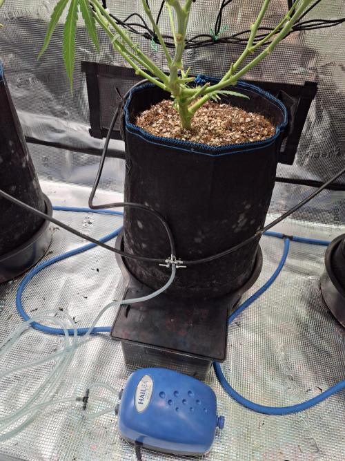 CaH - Steckis @ Coco @ Autopot. Week 11 - Turbo Boost mit Luftpumpe