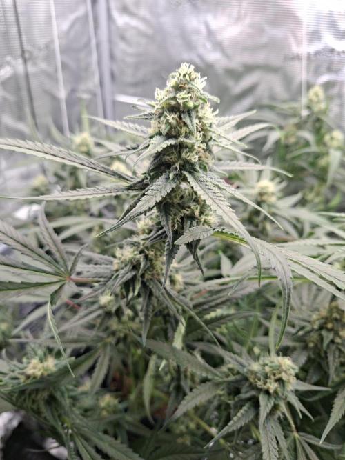Crescience Wingcommander 900. Week 12