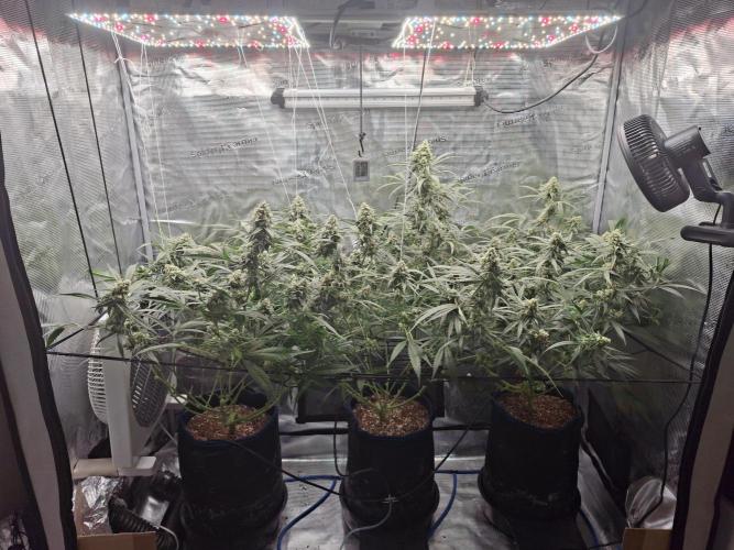 CaH - Steckis @ Coco @ Autopot. Week 13