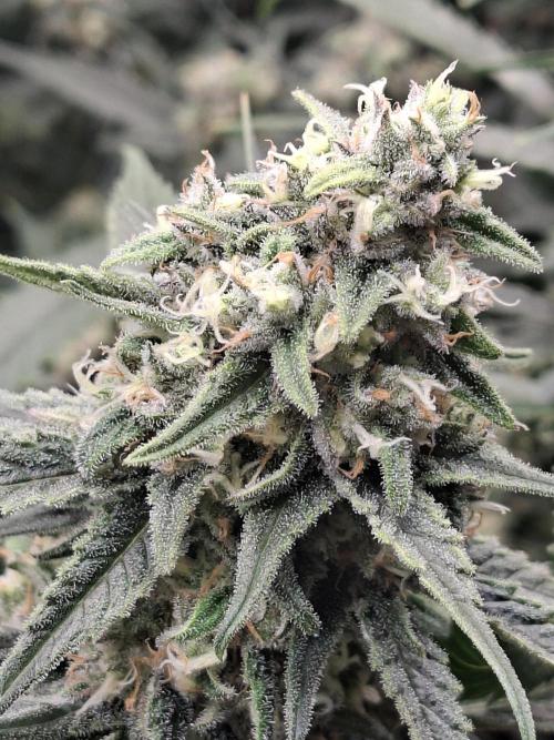 Crescience Wingcommander 900. Week 13