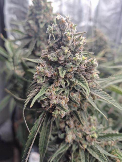 CaH - Steckis @ Coco @ Autopot. Week 14