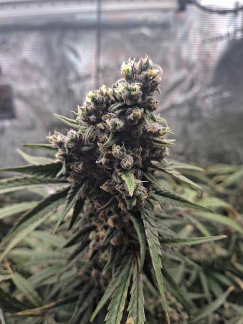 Crescience Wingcommander 900. Week 14
